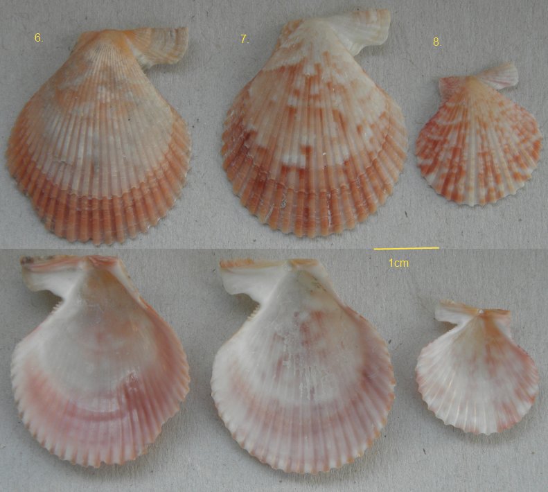 diverse piccole Pectinidae
